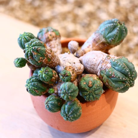 N/OH × Euphorbia obesa hyb.   no.61807