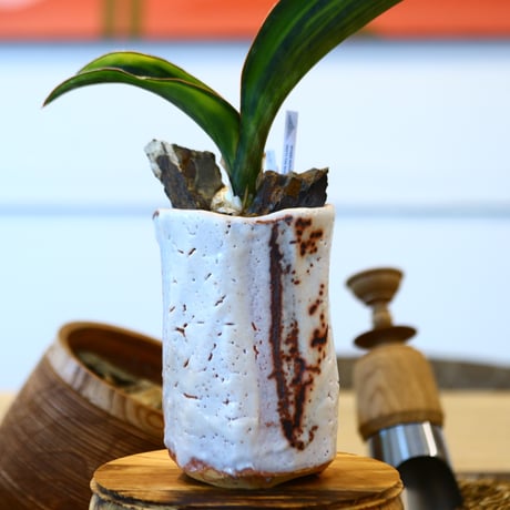 Sansevieria masonia  × Kairagi　  no.111245