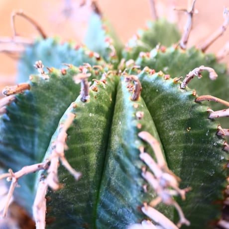 Euphorbia valida × Masato Akutsu     no.11424