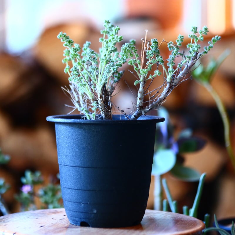 ペラルゴニム アルテルナンス Pelargonium alternans no.1