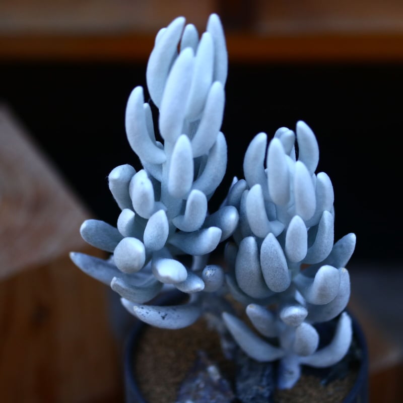 【超特大親株】P. saikeau サイケオ CROSSOVER CULTURE クロスオーバーカルチャー バスケ シューズ