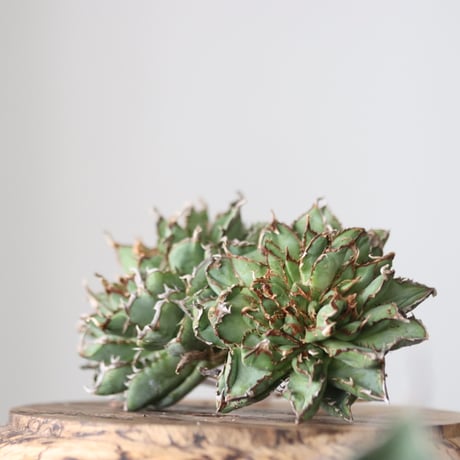Agave titanota filigree Devil/ Style of Chika　no.42138