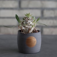 Pachypodium Densicaule (恵比寿大黒) × N/OH (2.5号)  no.314/16