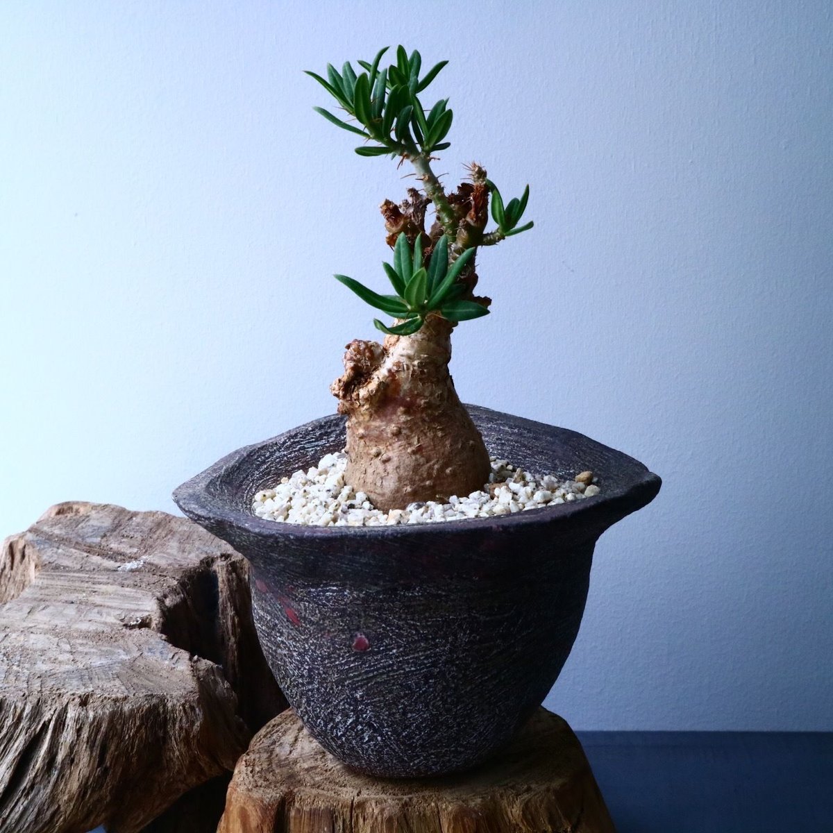 パキポディウム ビスピノーサム Pachypodium bispinosum No.009