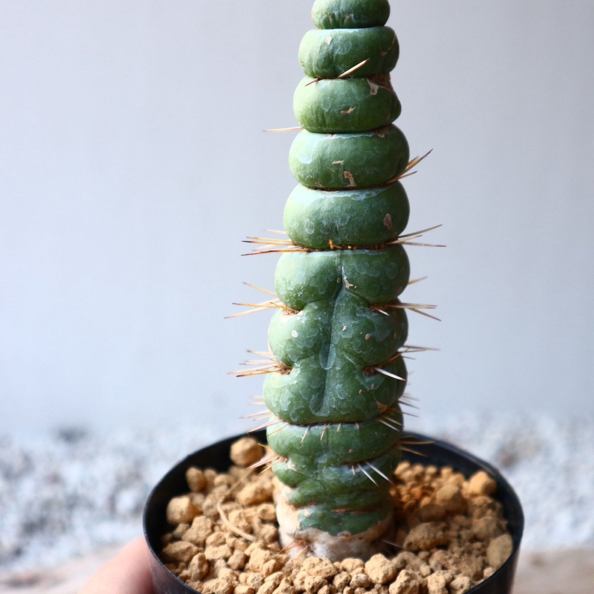 ユーリキニア カスタネア スピラリ Eulychnia castanea f.