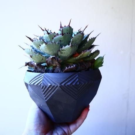 アガベ   ポタトラム     Agave potatorum     no.12234