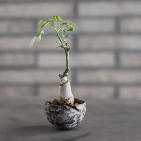 Adenia glauca × takero pot (2号)  no.823-25
