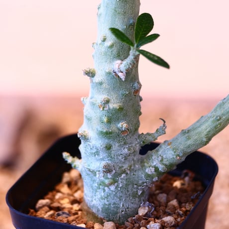 ドルステニア  ギガス / Dorstenia gigas  no.51415