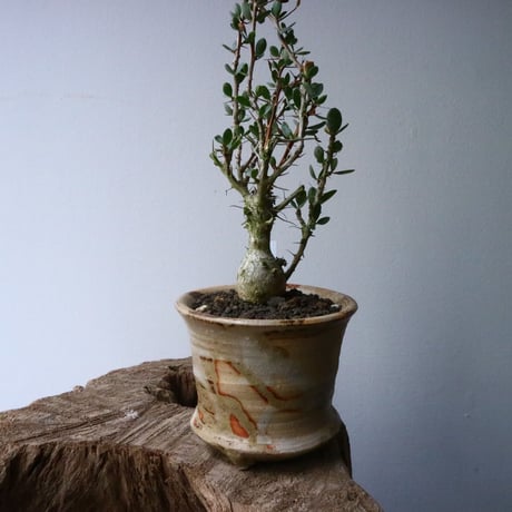 フォークイエリア  コルムナリス  観峰玉 Fouquieria columnari   No.016