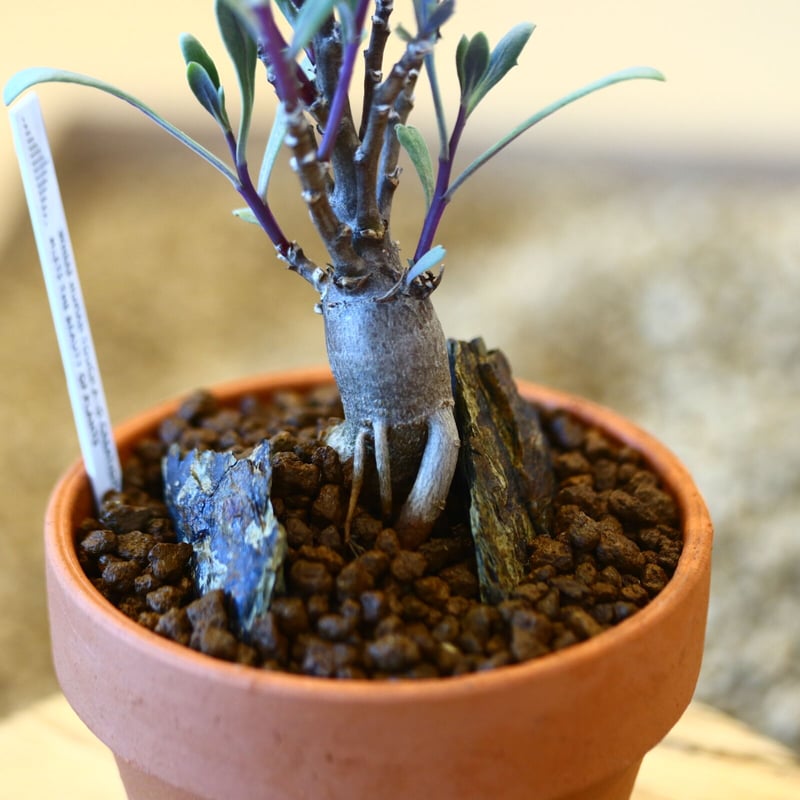【現品】ぶつぶつノーネーム　検索) 麻花　冰雹 翠銅鉱 503(キャビネット) ツメブ鉱山 - 鉱物標本・隕石標本販売