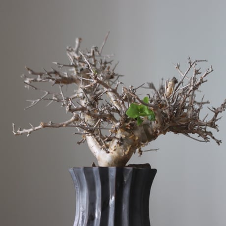 Commiphora wightii × soso   no.51239