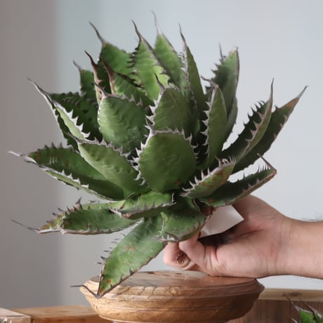 U.S. horrida (Agave horrida) / Style of Chika　no.1130-9