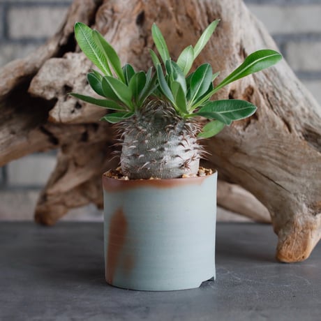 Pachypodium makayense×leucoxanthum (dobuzuke) × BIZENBACHI (備前鉢3号)   no.607-34