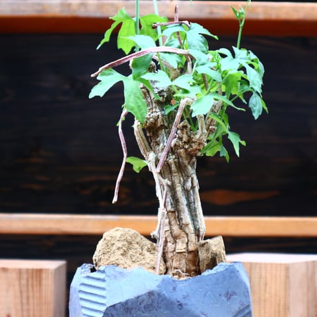コラロカルプス    グロメルリフロルス ／ Corallocarpus glomeruliflorus    no.61936
