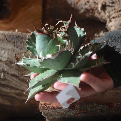 U.S. titanota(Agave titanota personal collection) / Style of Chika　no.1203-22