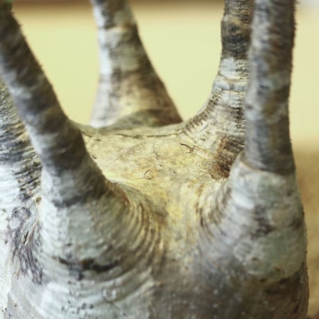 パキポディウム  グラキリス / Pachypodium  gracilius   no.52108