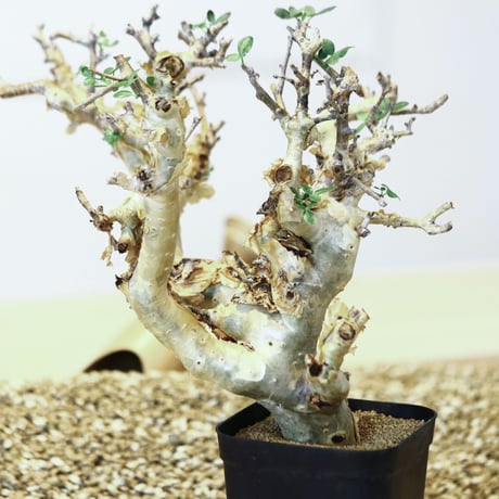 コミフォラ ストックシアナ / Commiphora stocksiana   no.42315