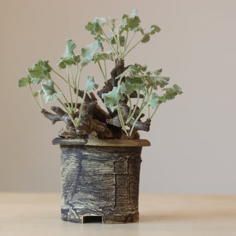 Pelargonium mirabile × Masato Akutsu   no.309-4