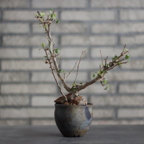 Bursera fagaroides ×Taku Higuchi / PLANETX (3.5号)  no.706-24