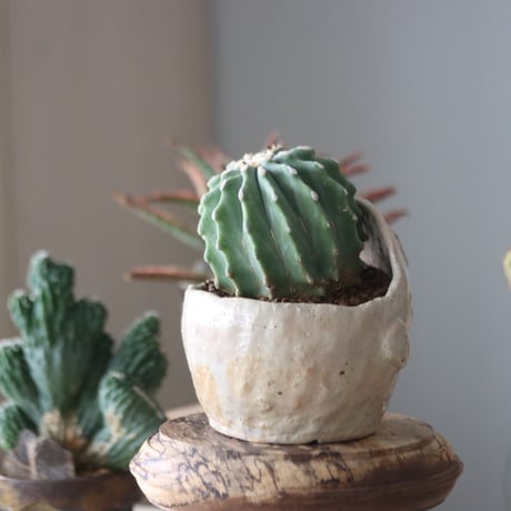 Ferocactus glaucescens f. nuda  × Miyu Watanabe no.51946