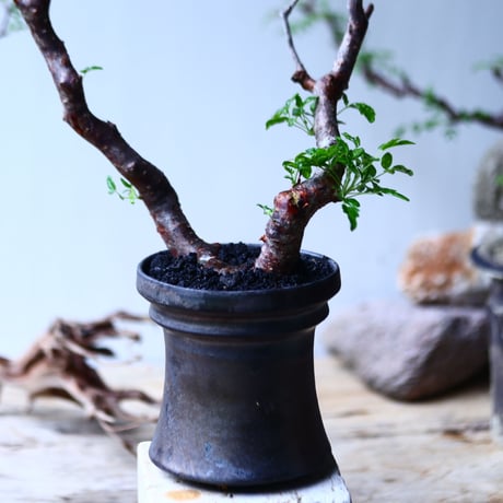 コミフォラ モンストローサ   Commiphora monstrosa   no.92722