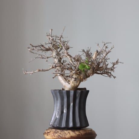 Commiphora wightii × soso   no.51239
