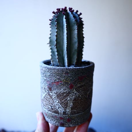 ユーフォルビア  ポリゴナ    Euphorbia polygona   no.30109