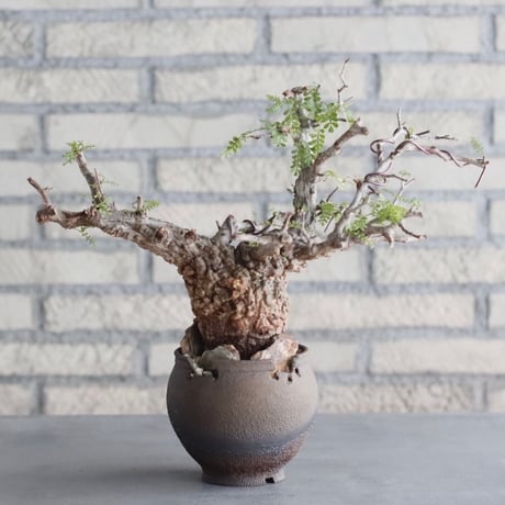 Operculicarya  pachypus × takero pot (4号)  no.419/111