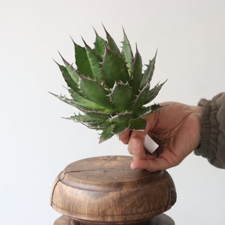 U.S. horrida (Agave horrida) / Style of Chika　no.1227-21