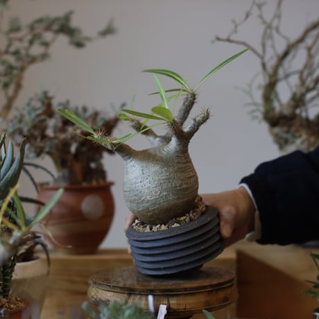 Pachypodium gracilius × PEMONE (3.5号)  no.104/5