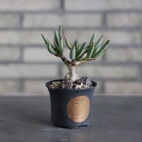 Aloe ramosissima × N/OH (3号)  no.524/22