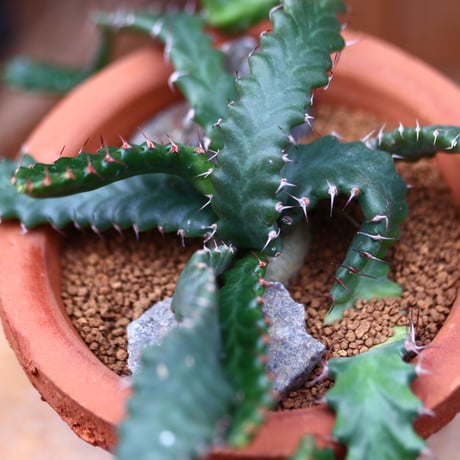 ユーフォルビア ステラータ 飛竜／Euphorbia stellata   no.40216