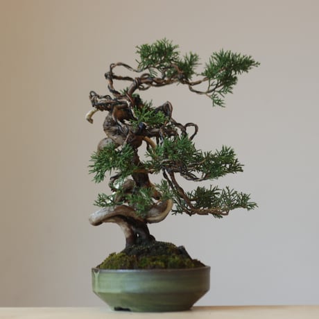 真柏 / YOSHIZAWA3-SHOHINBONSAI   no.223-41