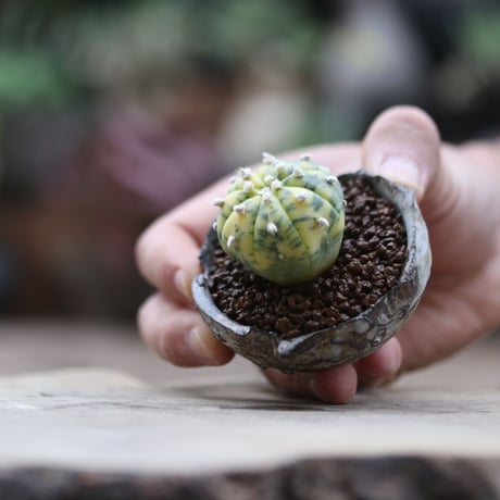 アストロフィツム  兜錦／Astrophytum asterias f. variegata  no.103001