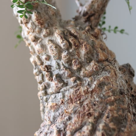 Operculicarya pachypus × N/OH     no.51235