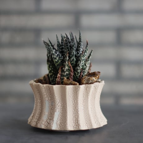 Haworthia papillosa × soso (4.5号)  no.907-34