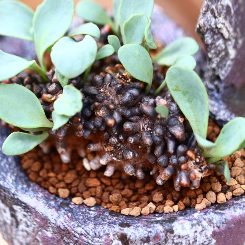 オトンナ アルミアナ / Othonna armiana / 発根済み no.2262