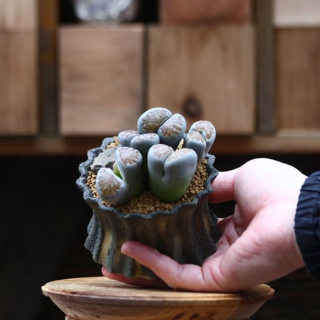 リトープス | STORES