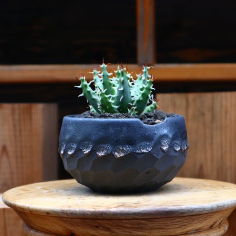 アロエ エリナケア／Aloe melanacantha ssp. var. erinacea  no.61913