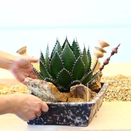 たけろうポット × Agave horrida   no. 72363