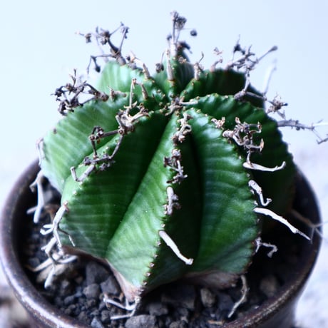 ユーフォルビア  バリダ   Euphorbia valida   no.20304