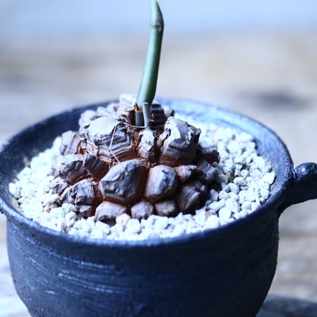 ディオスコレア   亀甲竜    Dioscorea elephantipe     no.101831