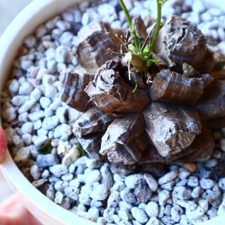 ディオスコレア   亀甲竜    Dioscorea elephantipe     no.11210