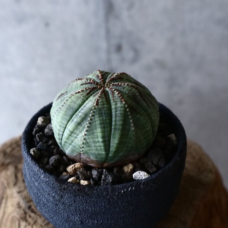 ユーフォルビア  オベサ  Euphorbia obesa  no.014