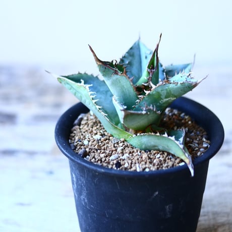 アガベ チタノタ   Agave titanota  no110830
