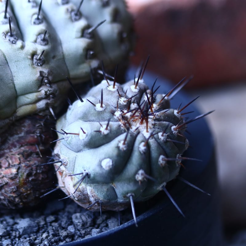 コピアポア 黒王丸 Copiapoa cinerea no.42677 | 芽の巣山