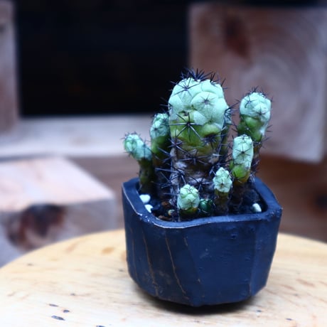 サボテン　マクドガリー　BkPP サボテン マクドガリー BkPP