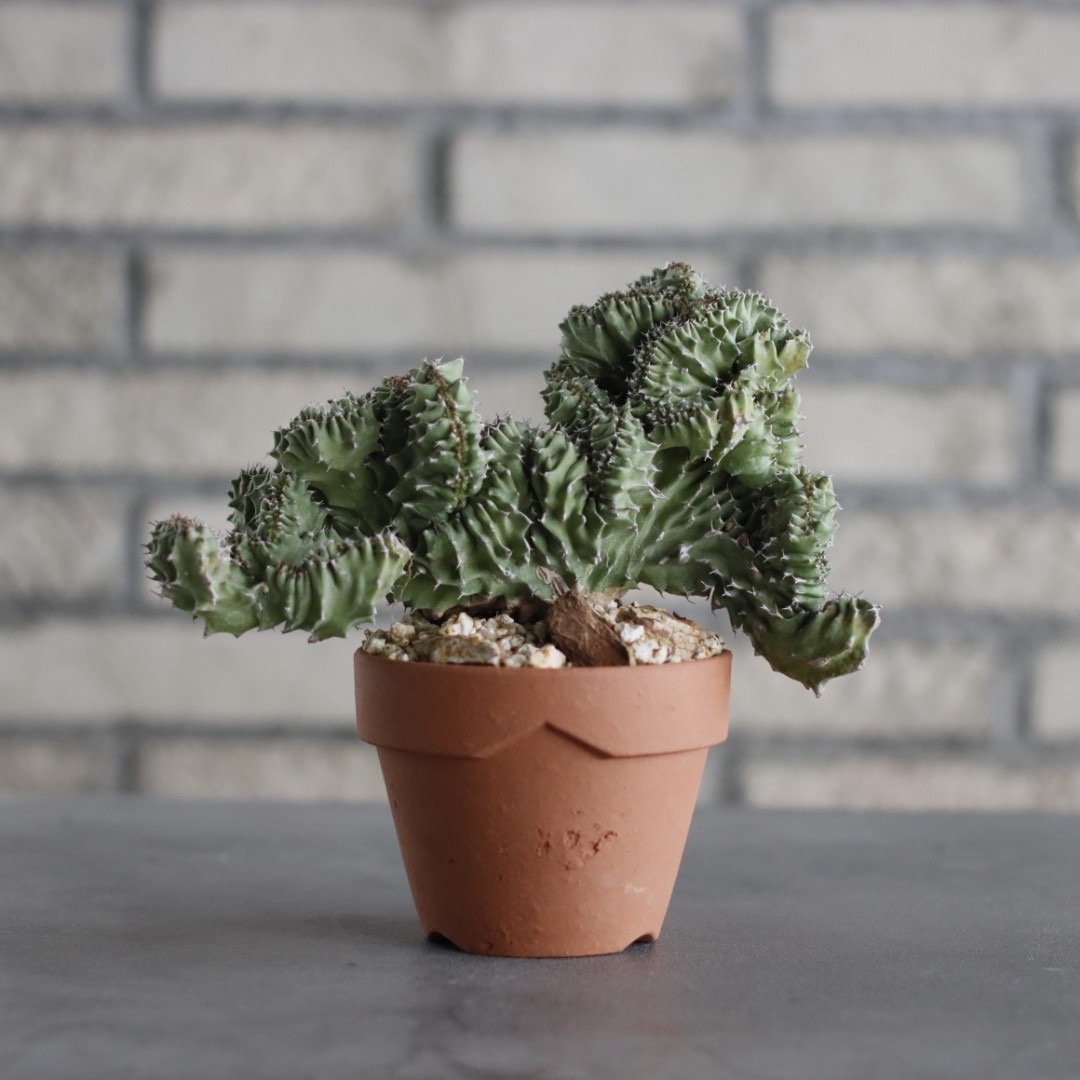 Euphorbia kibwezensis 'Dwarf cristata' × YAMABA