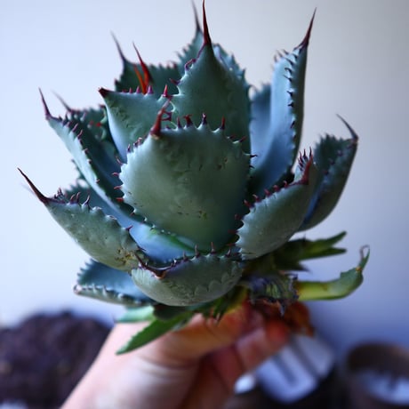 アガベ コンフェデレート ローズ   Agave hybrid “Confederate Rose”  no.42812