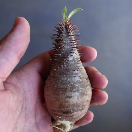 パキポディウム グラキリス 抜苗  Pachypodium rosulatum var. gracilius no.100611